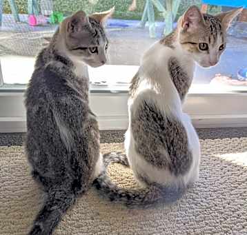 Photo of Pumpkin and Sally