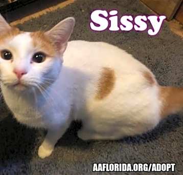 Photo of Sissy