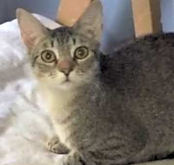 Photo of Annabelle