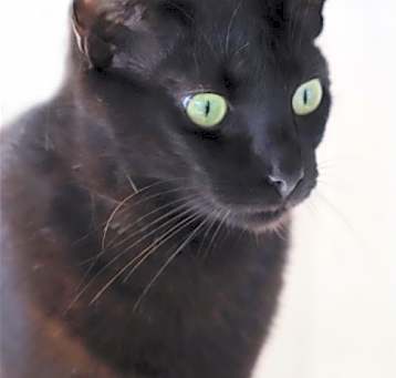 Photo of Michellin