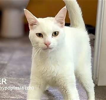 Photo of Topper