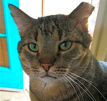 Photo of Big Boy [Permanent Foster]
