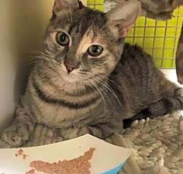 Photo of Shyla