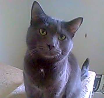 Photo of Tommy