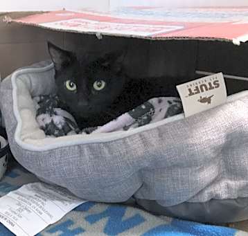Photo of Kitty