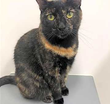 Photo of Sable
