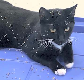 Photo of Oreo