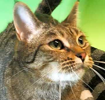 Photo of Butterscotch
