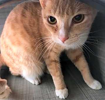 Photo of Garfield