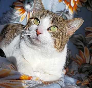 Photo of Figg