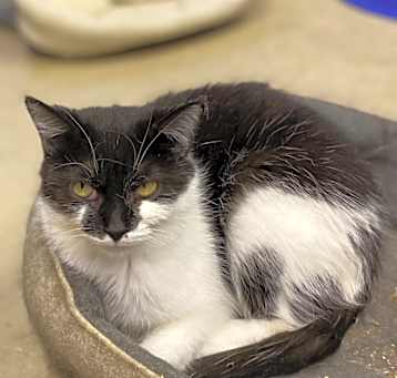 Photo of Chai