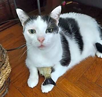 Photo of Catman