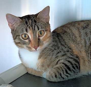 Photo of Bubblicious