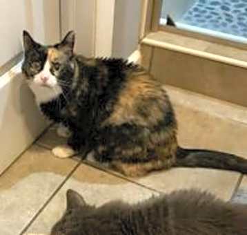 Photo of Charlie Girl