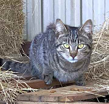 Photo of Barn cat/Mouser