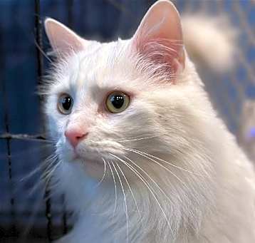 Photo of Dexter