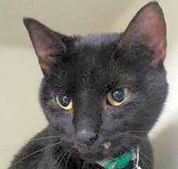 Photo of Binx