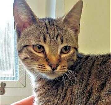 Photo of Gypsy