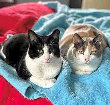 Photo of Lucy Poe bonded w Patty