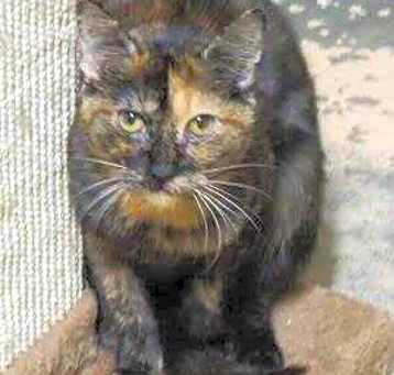 Photo of Tequila