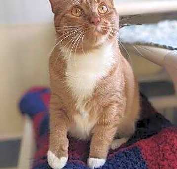 Photo of Simba