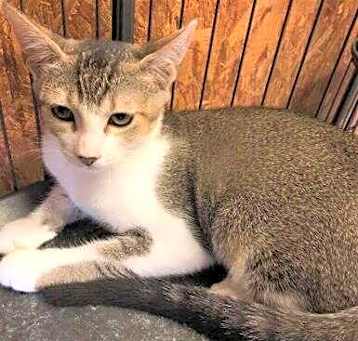 Photo of Calla
