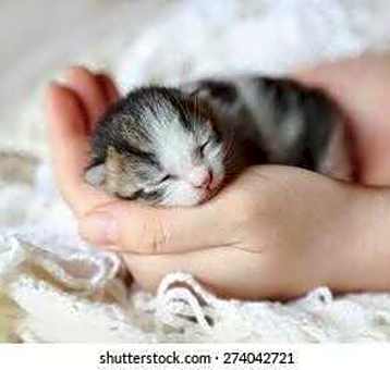 Photo of *Foster Homes Needed*