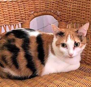 Photo of Kallie