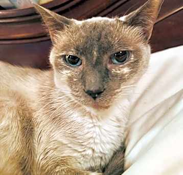 Photo of Ruthie (Senior) 2yr+