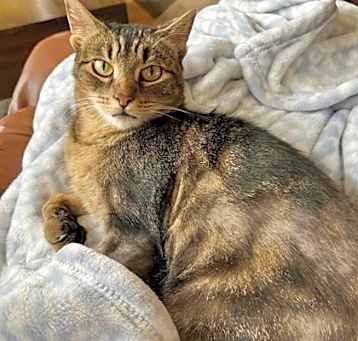 Photo of Speckles