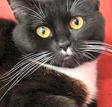 Photo of Cat-therine