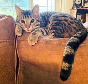 Photo of Phoenix