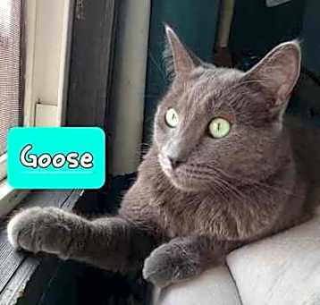 Photo of Goose