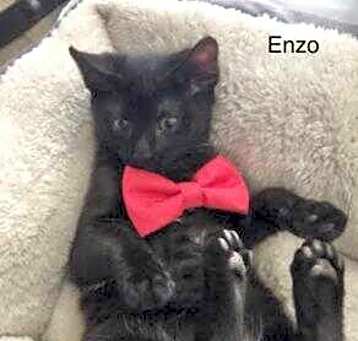 Photo of Enzo