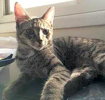 Photo of Julep