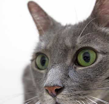 Photo of Itsy Bitsy