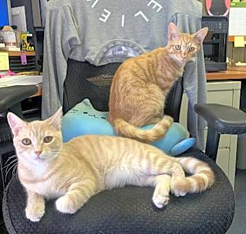 Photo of Wesley & Bacon