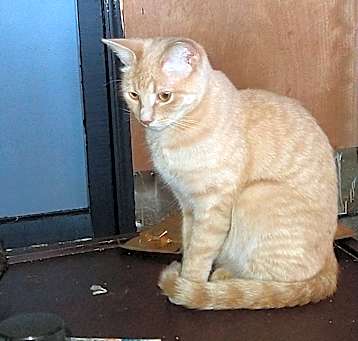 Photo of Jani (Johnny)