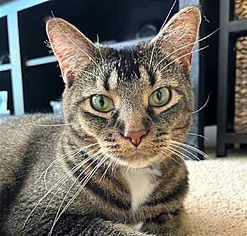 Photo of Luna