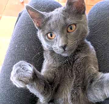 Photo of Kit Kat