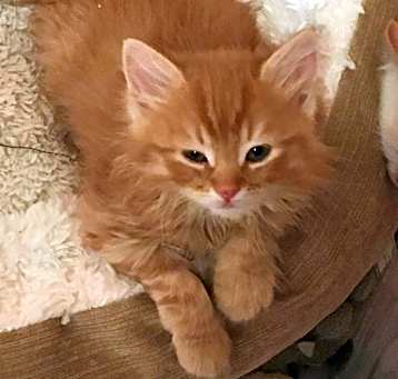 Photo of Sunny
