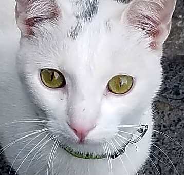 Photo of Gus