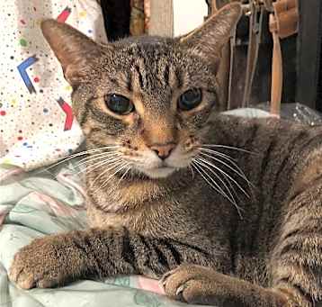 Photo of Clyde (senior cat)
