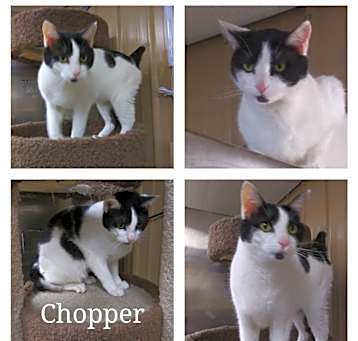 Photo of CHOPPER