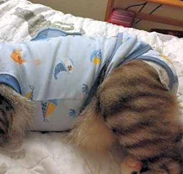 Photo of Monkey....Special Needs