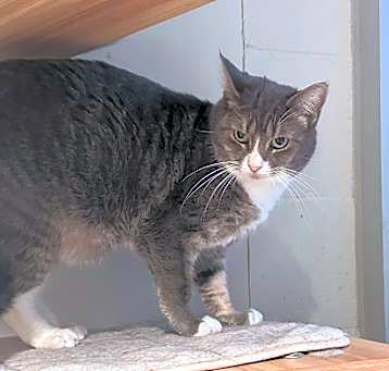 Photo of Martini