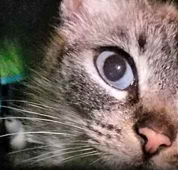 Photo of Beautiful "Gypsy" Adopted