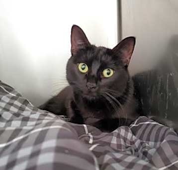 Photo of Shiloh