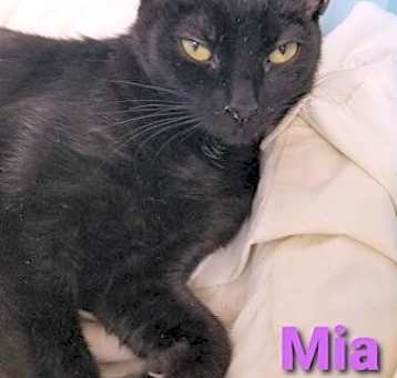 Photo of Mia - Cat Room