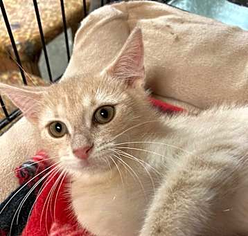 Photo of Nugget